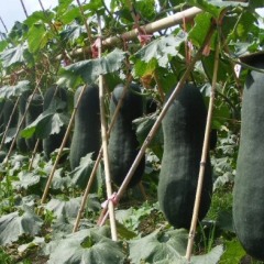 江苏海安黑优大冬瓜是名优特产