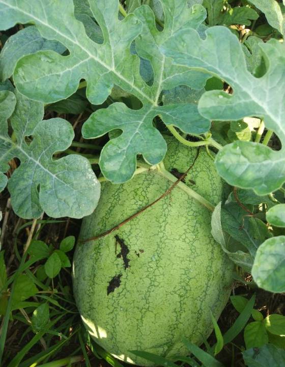 山东东明新红宝西瓜 欢迎广大客户前来选购!