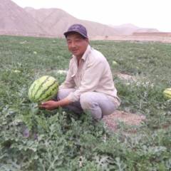 甘肃白银旱沙地露天西瓜面临开园上市