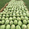 新疆昌吉有十几年的西瓜种植经验