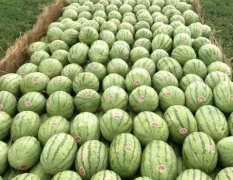 新疆昌吉有十几年的西瓜种植经验