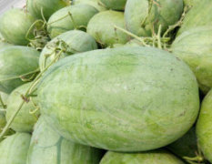 东明小井李先生7月庆红宝西瓜