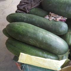 山东滕州本地黑皮长冬瓜（地冬瓜）大量上市了