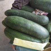 山东滕州本地黑皮长冬瓜(地冬瓜)大量上市了