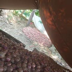 河南省优质红皮洋葱