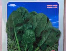 常年供应田洋31优质菠菜种子