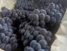 河北省晋州市葡萄基地大量京亚葡萄即将上市