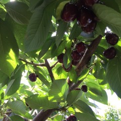 辽宁甘井子自家大棚果园，几十亩地，个大味美