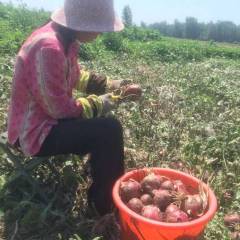 山东临清洋葱 优质紫红皮洋葱，自家农产品