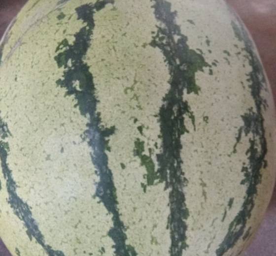 硒砂瓜价格