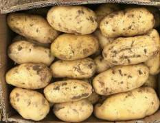新乐土豆 按客户要求分拣包装，价格低