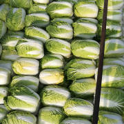 围场白菜 玲珑黄白菜大量上市