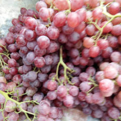 临猗张仙村诚信经纪人薛晓波供应各品种葡萄