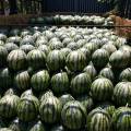 2018新民甜王，金城5号，各种品种西瓜，口感好