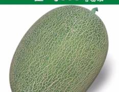哈密瓜种子金乌303中熟品种，长势强，易座果