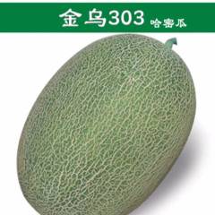 哈密瓜种子金乌303中熟品种，长势强，易座果