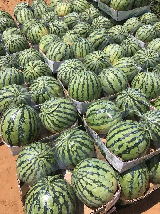 2019年河南通许8424西瓜价格