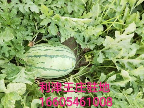 西农八号价格
