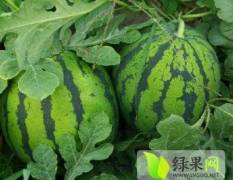 沙地精品京欣西瓜上市，又大又甜（石家庄正定胡村）