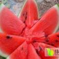 6月西瓜平均20斤，口感香甜，好吃不贵