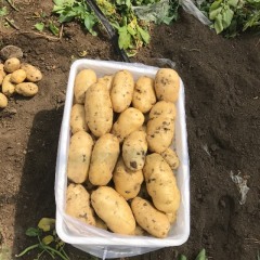 河北唐山玉田荷兰土豆系列，803/806