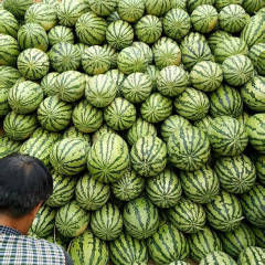 陕西大荔金成五号，黑无籽