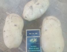 玉田土豆品种有早大白，荷兰十五，兴佳