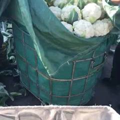 云南通海红白蒜苗，旱情，菜花，铁头，白菜南