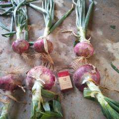 山东昌邑我地区红皮洋葱以上市，质优价廉