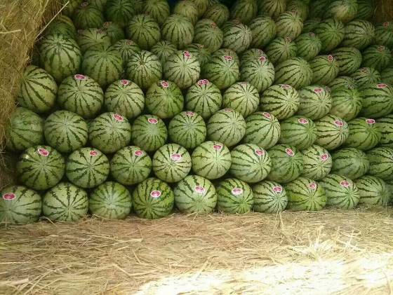 硒砂瓜价格