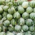 河南扶沟每年7-9月各种西瓜大量上市