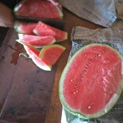 会宁西瓜 大面积晒砂瓜现己成熟可上市