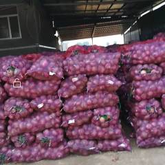 2019年我处红皮，紫皮洋葱大量上市0.75公分