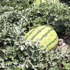 2021甘肃靖远硒砂瓜产地直供，商超，电商，各大市场