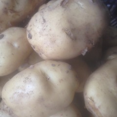 南票土豆有荷兰七早熟品种和荷兰十五