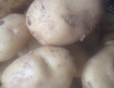 南票土豆有荷兰七早熟品种和荷兰十五