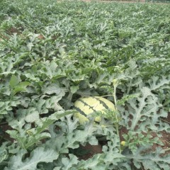 陕西长安瓜大皮薄、甜自家产有两亩地想批发