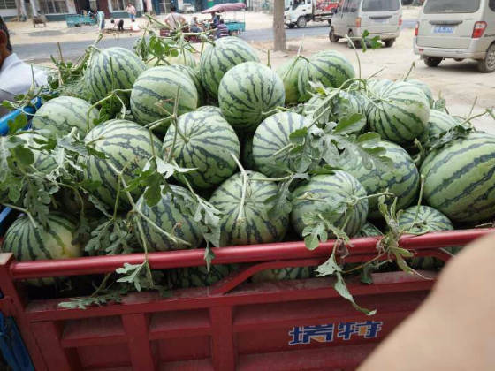 2018年河南通许8424西瓜价格