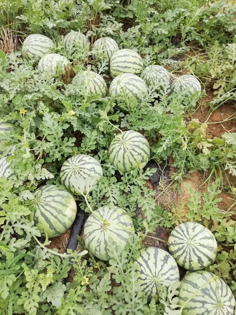 2018年山东东明8424西瓜价格