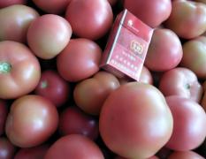 2018太谷大量粉红西红柿上市，收购的联系