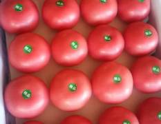 宁城西红柿马上就要上市了，品种有赛丽，等硬