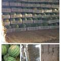 新沂西瓜价格 8424西瓜现已全面上市 皮薄肉脆