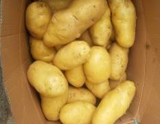 昌乐县荷兰十五露天土豆大量上市