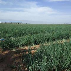 陕西宝鸡现有洋葱待售