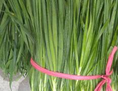 贵州汇川韭菜好，30至35cm，每天都是在早上割
