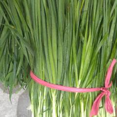 贵州汇川韭菜好,30至35cm,每天都是在早上割