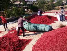 河南农家自产干辣椒 5吨起发，产地河南