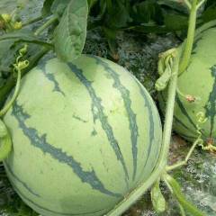 浙江衢州8424麒麟西瓜有万亩大棚，可代收一条龙