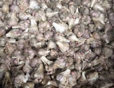 四川彭州大蒜品种齐全，软叶蒜，正月早