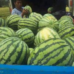 陕西瓜果之乡—陕西大荔黑皮无籽西瓜